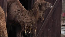 Giraffe, Erdmännchen & Co. (91)