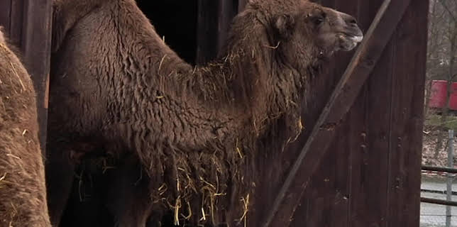 11:15: Giraffe, Erdmännchen & Co. (91) | RBB Fernsehen | 3/17 2026