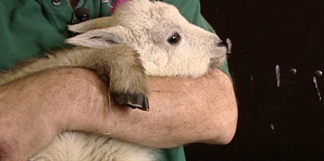 15:10: Eisbär, Affe & Co. (33) | HR Fernsehen | 3/18 2026