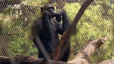 05:50: Giraffe, Erdmännchen & Co. (204) | HR Fernsehen | 3/30 2026