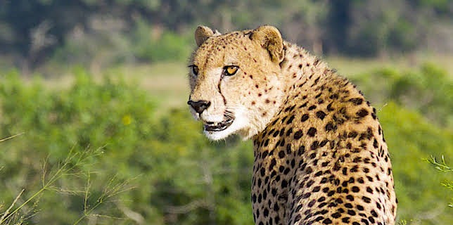 14:10: Südafrika: Harte Zeiten für Löwen und Geparde | 3SAT | 12/5 2025