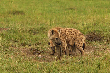 16:15: Hyänen - Die Königinnen der Masai Mara | 3SAT | 10/6 2026