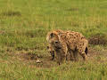 Hyänen - Die Königinnen der Masai Mara