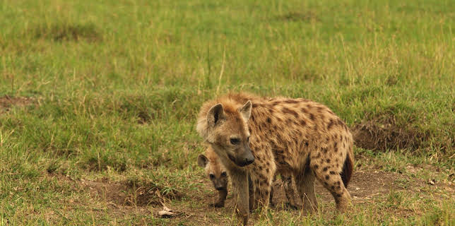 16:15: Hyänen - Die Königinnen der Masai Mara | 3SAT | 12/3 2025