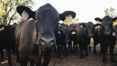 3:00 PM: Animal Cops Houston (S5) | Discovery Channel | 10/15 2026