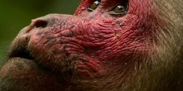 16:35: Dentro de lo Salvaje: India | La Otra | 1/31 2026