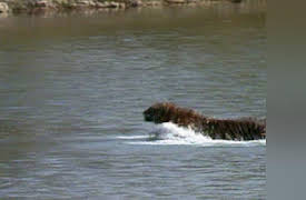 Ultimate Animal Countdown Season 1: Fighters