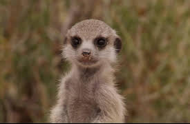 Meerkat Manor The Next Generation: The Darkest Day