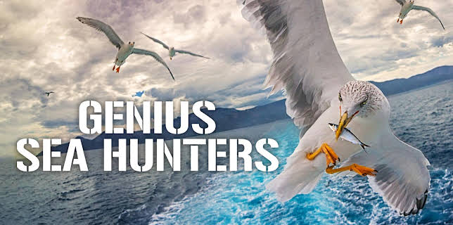 Genius Sea Hunters