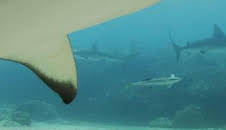 Las orcas más letales del mundo