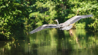 19:30: Wildnis statt Spreewald? | Tagesschau 24 | 6/6 2026