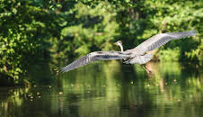 Wildnis statt Spreewald?