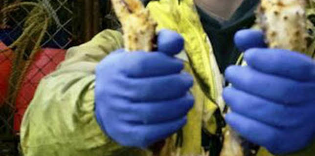 11:15: Pesca radical: Un cuchillo en las costillas | Discovery | 2/5 2026