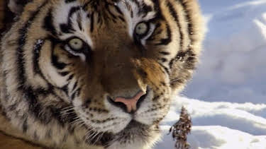 4:15 PM: Wild China | BBC Two | 9/17 2026