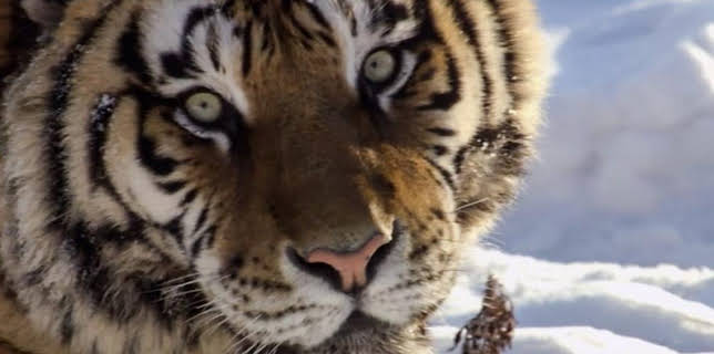 7:00 PM: Wild China | BBC Four | 2/9 2026