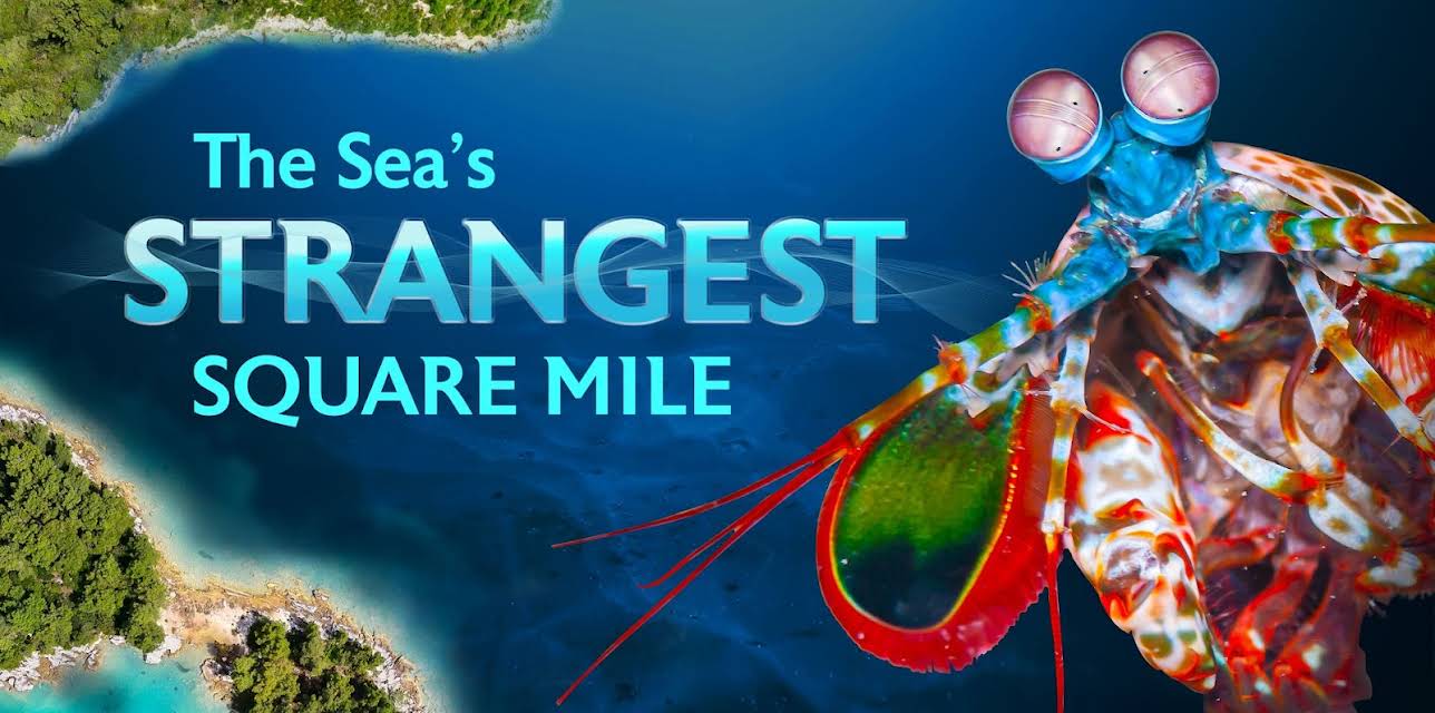 Seas Strangest Square Mile (2026)