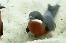 The Trials of Life: Homemaking