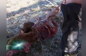 Fact Or Faked: Paranormal Files Season 1: The Caretaker / Cutter