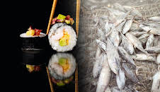 Sushi-Hunger - Lifestyle mit Schattenseiten