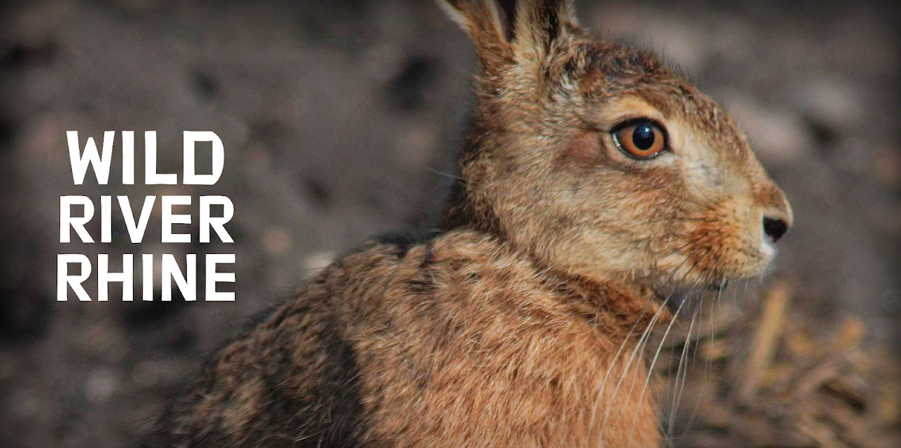 Wild River Rhine (2013)