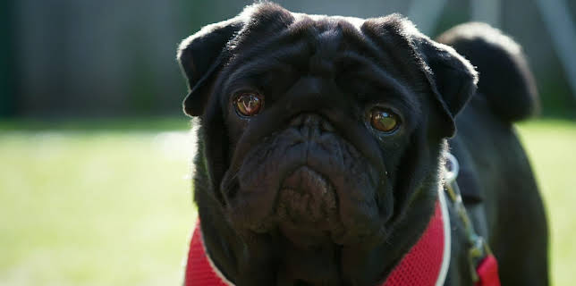 16:20: Hundehuset: Gizmo | NRK 2 | 1/20 2026