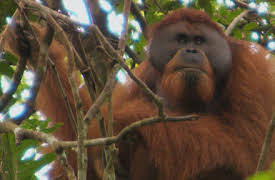 The Travel Bug with Morgan Burrett: Sumatra Part II