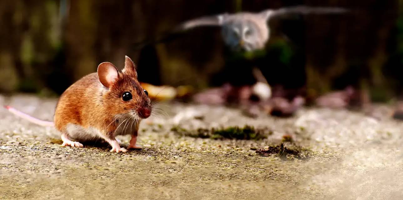 Carousel Of Life (2022)