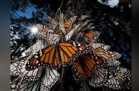 Fundamentals of Photography: Advanced Topics--Low Light