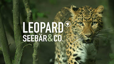 16:10: Leopard, Seebär & Co. | Das Erste | 3/27 2026