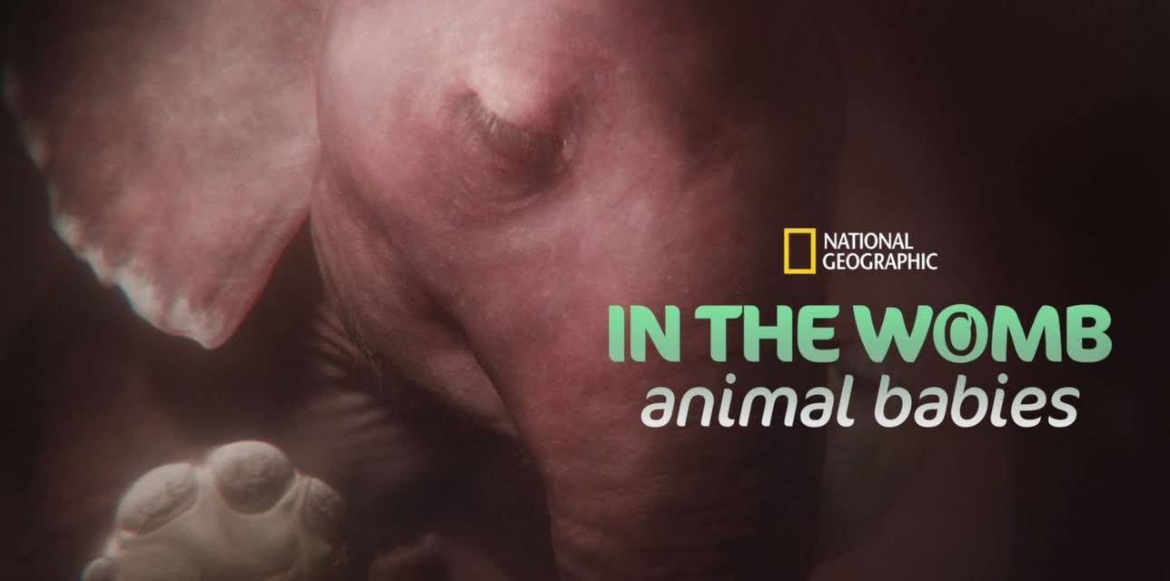 In The Womb: Animal Babies