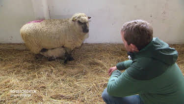 11:35: Hofgeschichten - Unsere Lieblinge | Radio Bremen | 4/19 2026