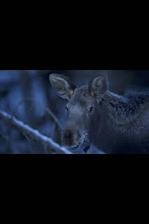 10:55: Las maravillas ocultas del invierno: El mundo helado de Europa | Nat Geo Wild | 4/3 2026