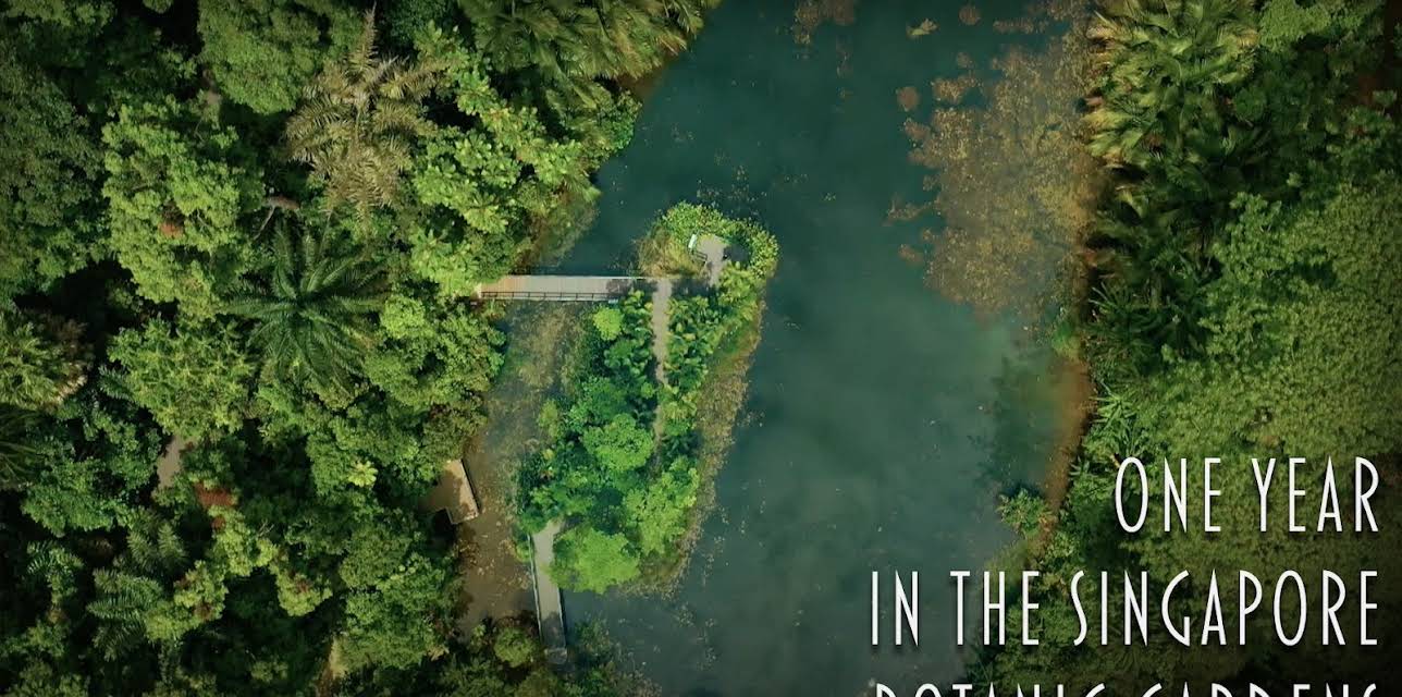 One Year In the Singapore Botanic Gardens