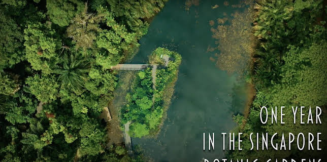 One Year In the Singapore Botanic Gardens