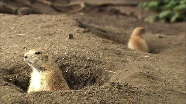17:10: Seehund, Puma & Co. (161) | NDR Fernsehen | 5/15 2026