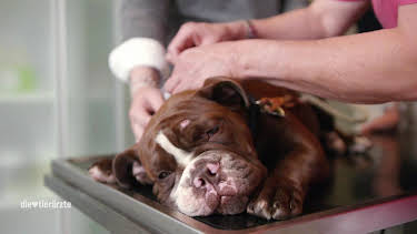 13:00: Die Tierärzte - Retter mit Herz (32) | Das Erste | 5/2 2026