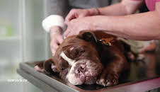 Die Tierärzte - Retter mit Herz (32)