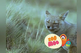 Growing Up: Rhea Scares Fox