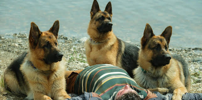 15:00: Hudson & Rex | TV 2 Livsstil | 11/9 2025