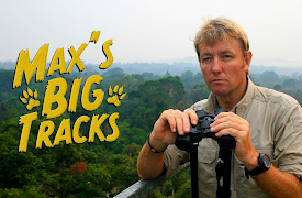 Max's Big Tracks: Amazon Trek: In search of the Jaguar