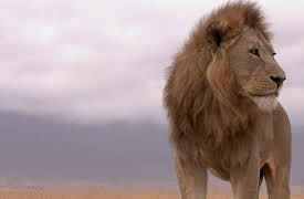 Wildest Africa: Ngorongoro Born of Fire