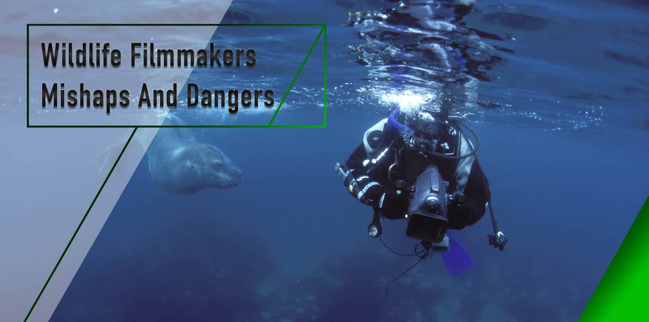 Wildlife Filmmakers - Mishaps And Dangers (2004)