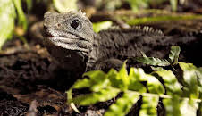 Wildes Neuseeland (1/3)