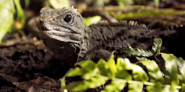 18:30: Wildes Neuseeland (1/3) | Arte | 3/3 2026