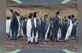 Hooray Hippo: Discover Penguins in Antarctica