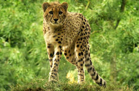 Zoo Life: Born To Be Wild