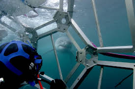 Predators Up Close with Joel Lambert Season 1: Sharks