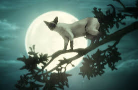 Sandman: Un sueño de mil gatos/Calíope