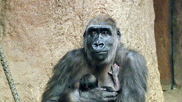 03:05: Elefant, Tiger & Co. (561) | MDR Fernsehen | 4/9 2026