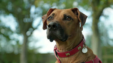 16:15: Hundehuset: Lilo | NRK 2 | 5/11 2026